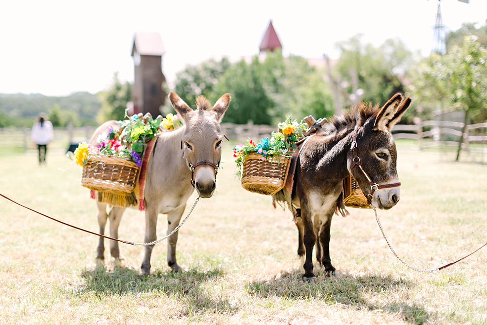 beer burros - donkeys - cocktail hour