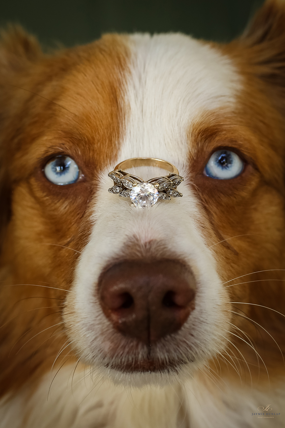 wedding photography - dog