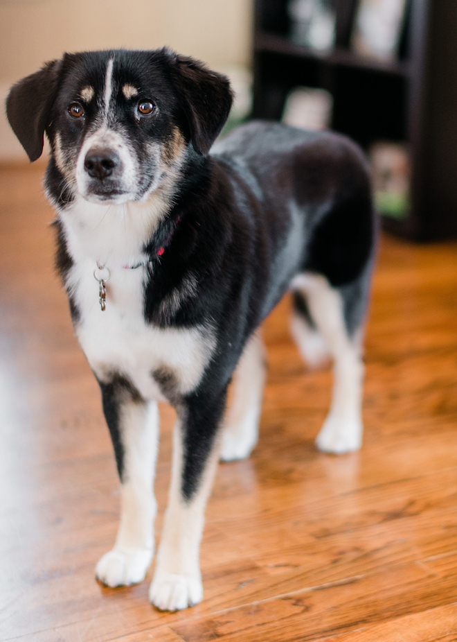 The bride and groom's puppy.