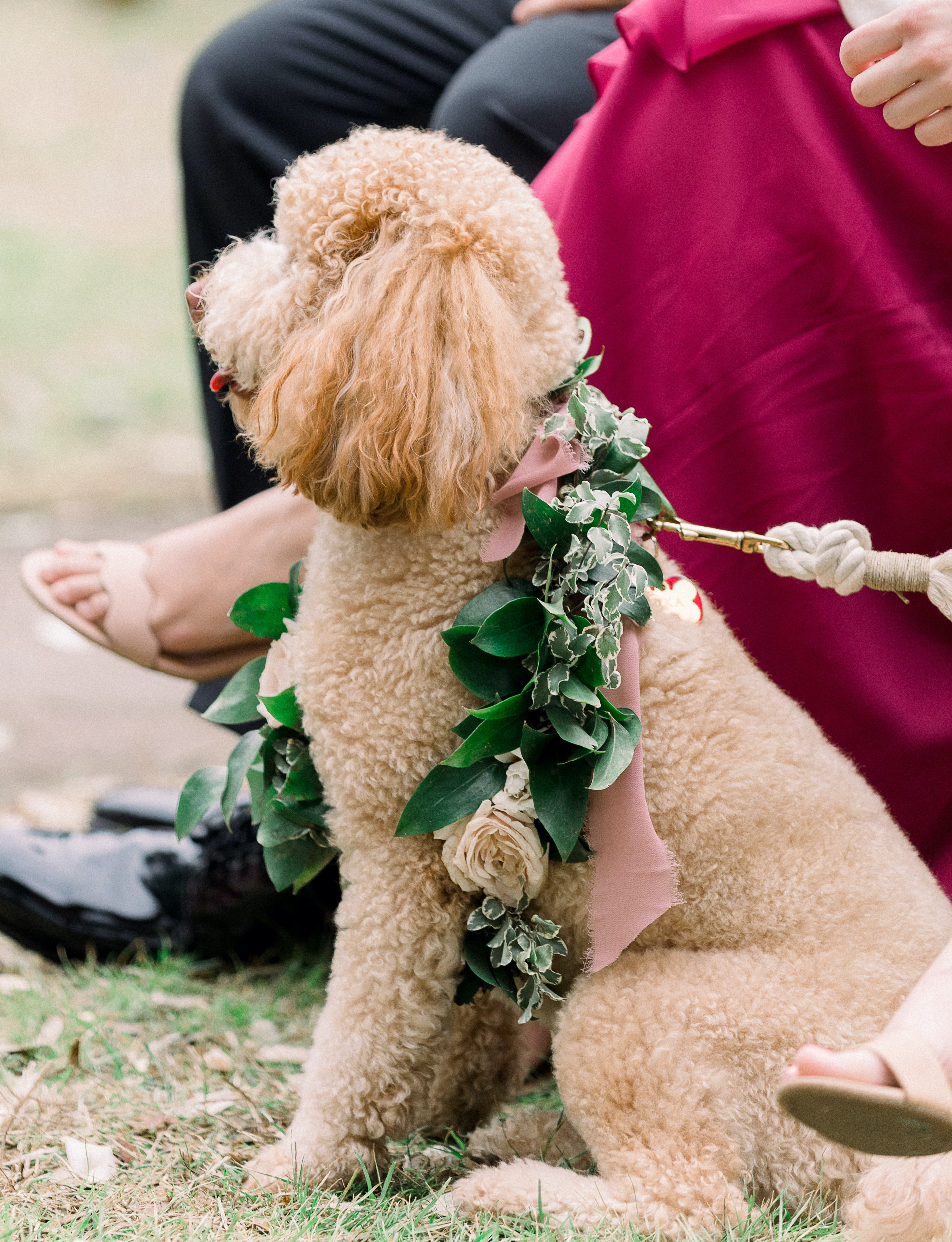 A miniature Goldendoodle wearing a greenery and floral garland at an outdoor wedding ceremony photographed by Anna Kay Photography.