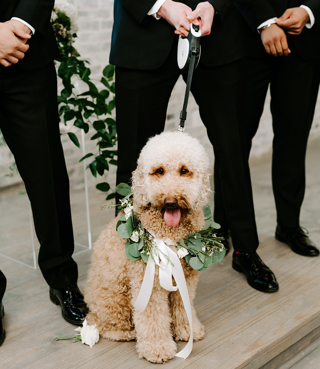 One of the groomsmen holds the leash to the bride and groom's dog, who is wearing a greenery garland around his neck.