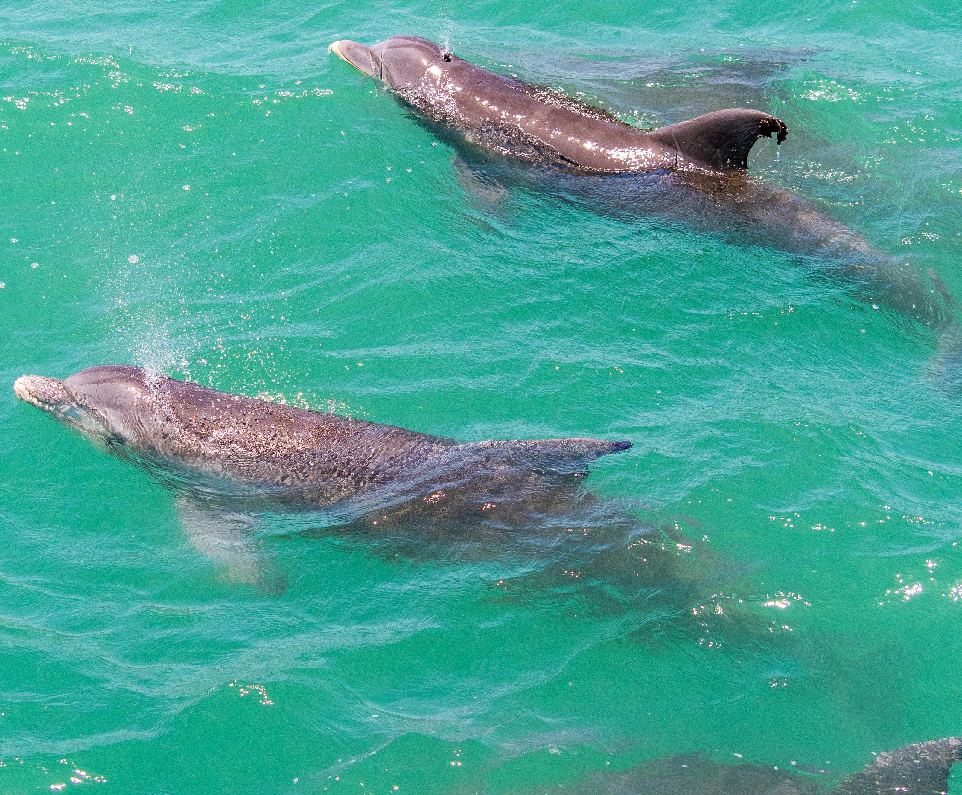 Dolphins swim in turquoise waters in South Padre Island, TX.