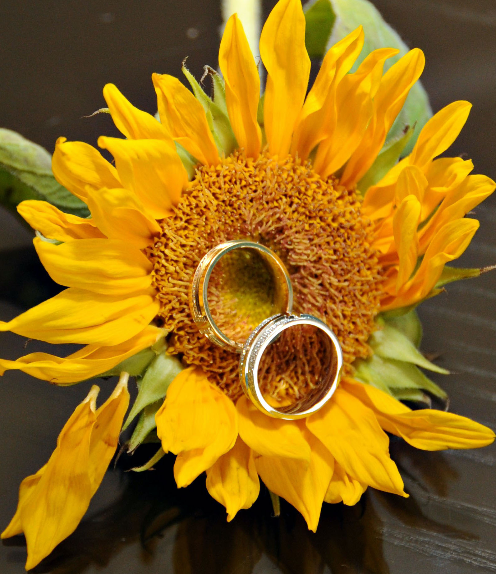 Two wedding bands sit on a sunflower before a classic ceremony at The Tremont House Hotel.