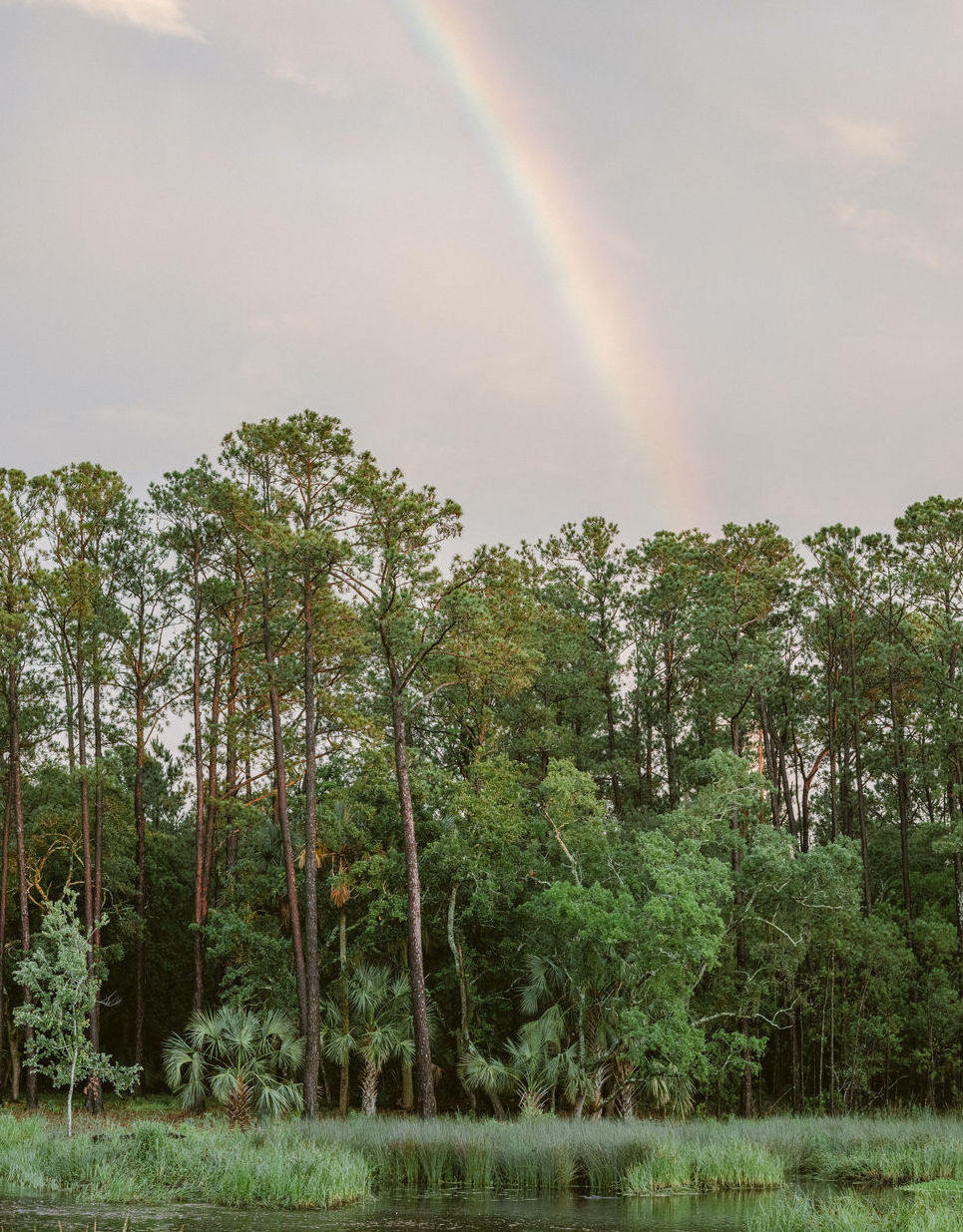 A rainbow peaks through lush trees in a marsh in Charleston, SC captured by KT Merry.