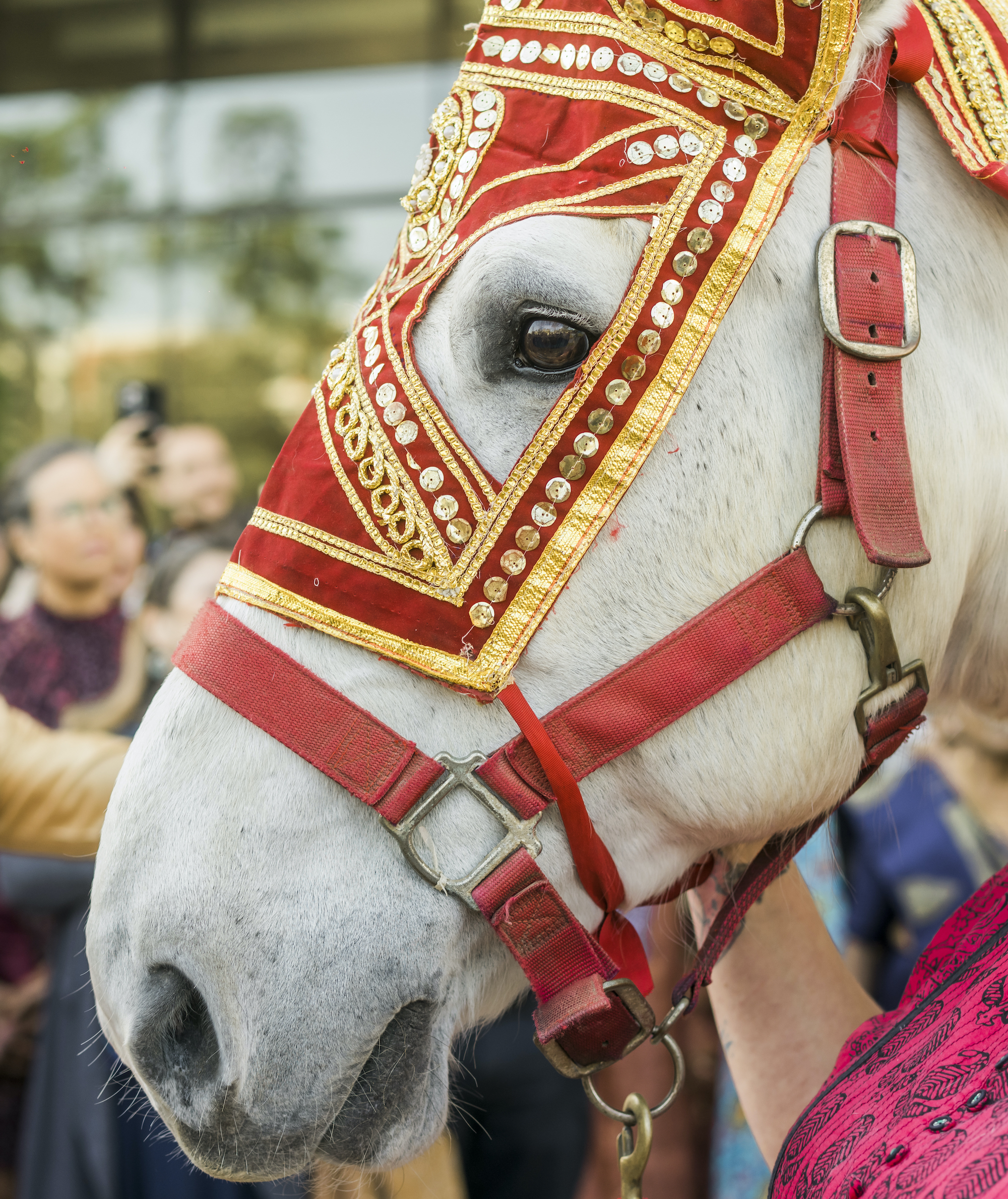 A horse wears traditional Indian attire for the Hindu ceremony. 