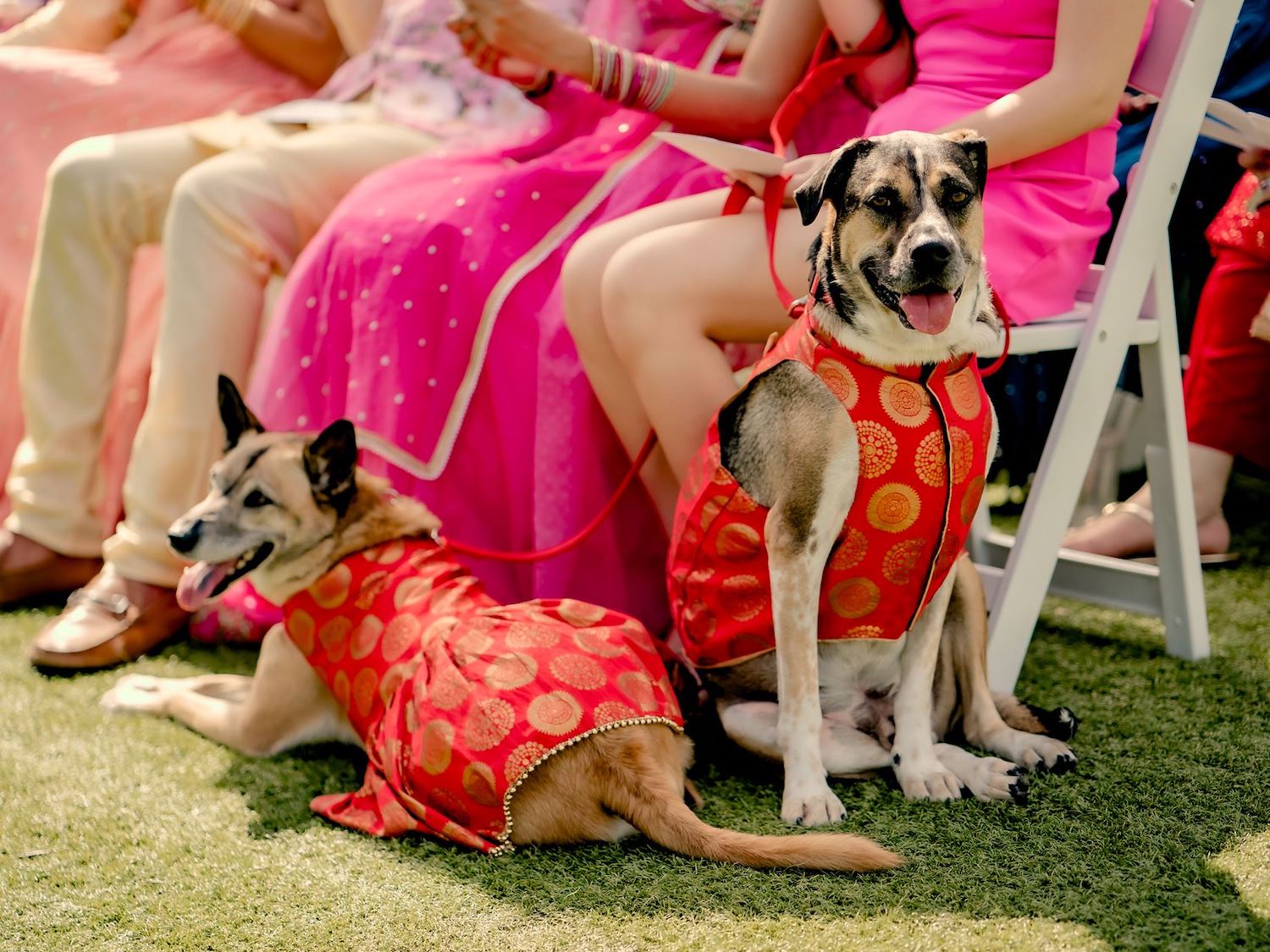 The couple's dogs dressed in their Lehengas and Sherwanis for the Indian Fusion wedding ceremony
