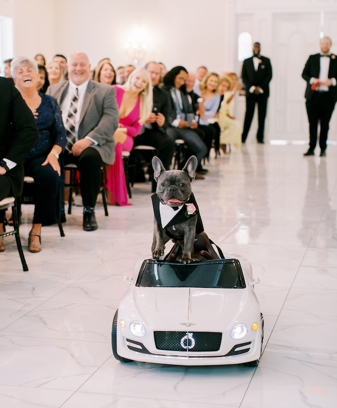 A french bulldog riding in a mini white Bentley down a white marble aisle with guests laughing behind him.