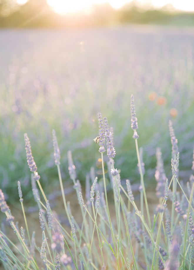 The lavender fields in Gordes, France.