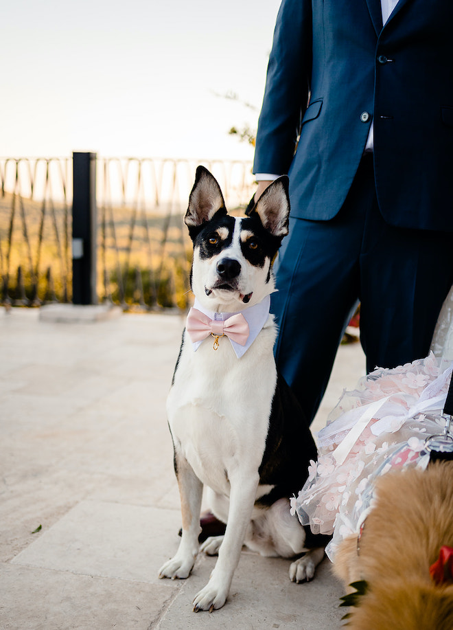 A black and white dog wearing a light pink bow tie. 