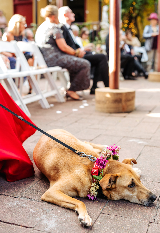 The bride and groom's dog wears a collar with flowers for their wedding ceremony.