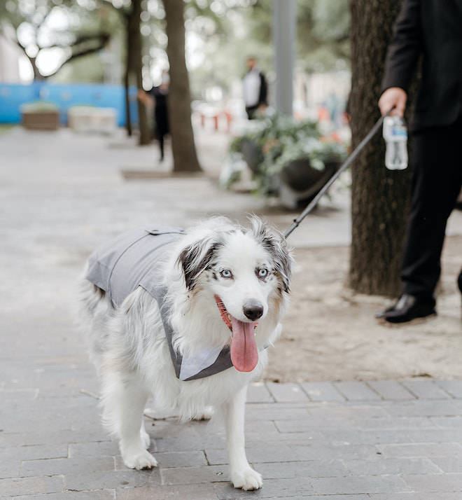A white Australian Shepherd with his tongue out wearing a gray suit. 