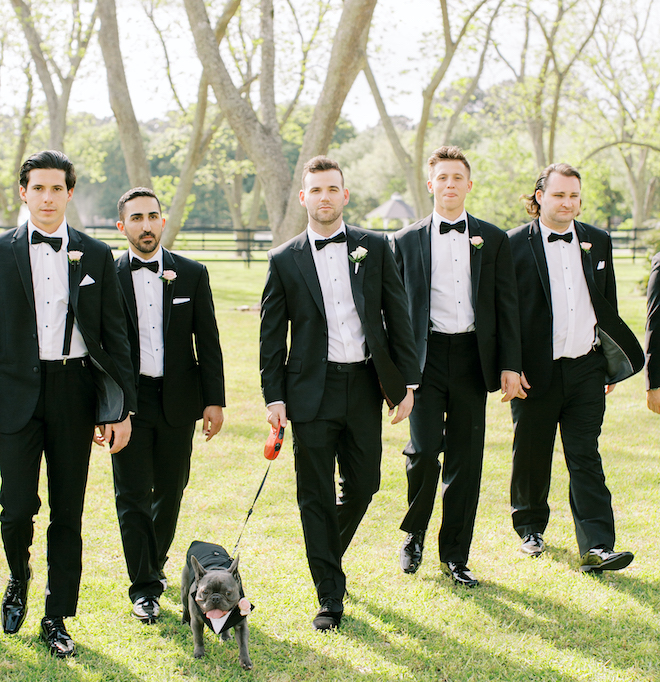 A groom walking with four groomsmen and a gray French Bulldog wearing a matching tux to the groomsmen. 