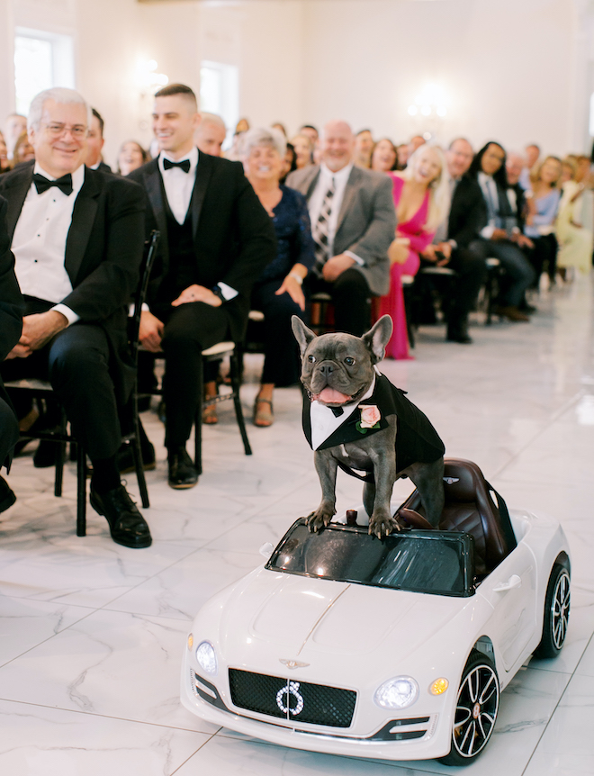 A gray french bulldog riding on a mini Mercedes down a white marble aisle. 