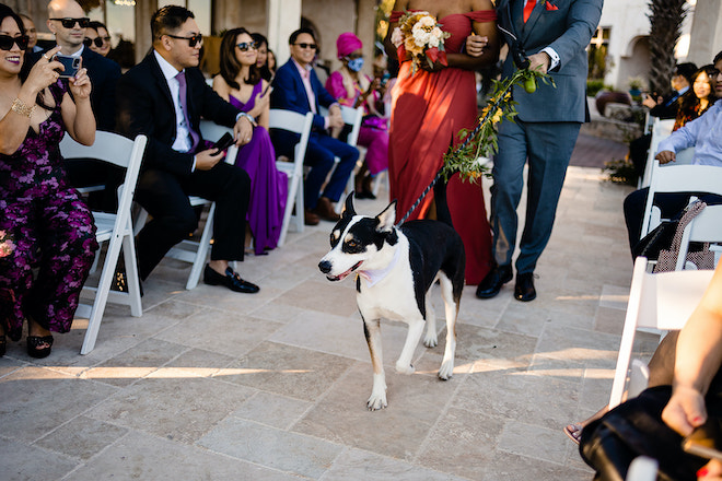 A black and white dog walking down the aisle wearing a pink bow-tie and a leash decorated in greenery.