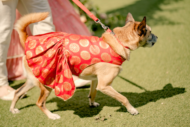 A brown dog wearing a red and gold printed lehenga. 