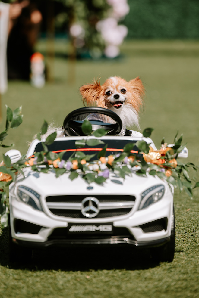 Bride's small dog riding down the aisle on mini remote controlled white car with florals on it.