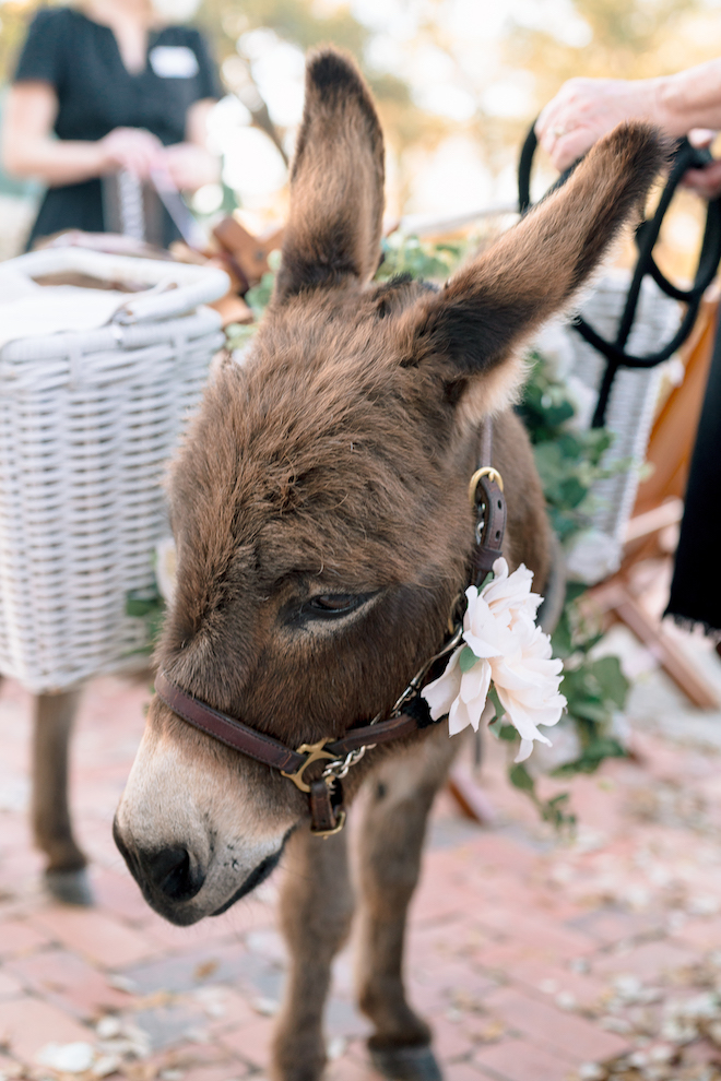 Close up of donkey with baskets and white florals on it.
