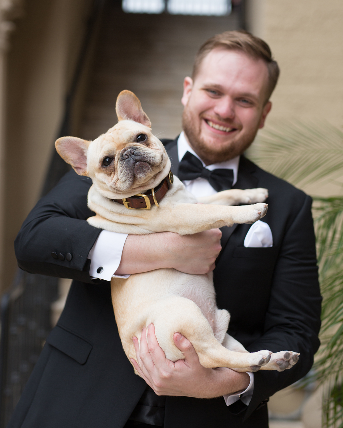 dogs in wedding photos - pug - bulldog - cute photography