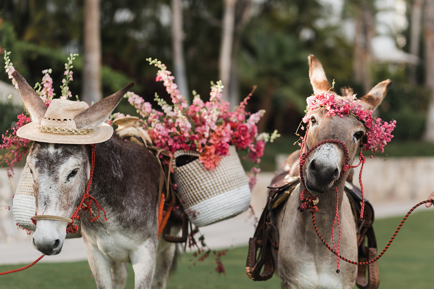 beer burros - donkeys - flower crowns - destination wedding - animals - pets in weddings