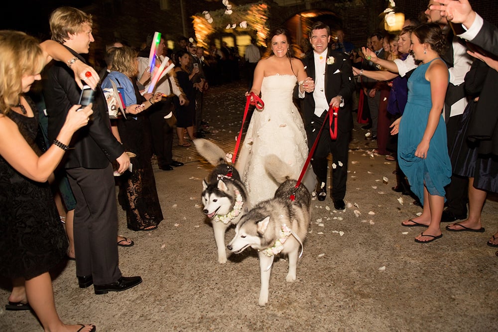 huskies - dogs at wedding - puppies
