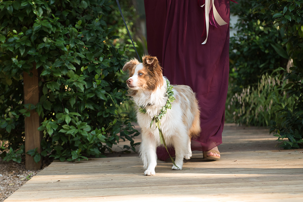 wedding photography - dog